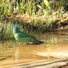 Dacnis bleu