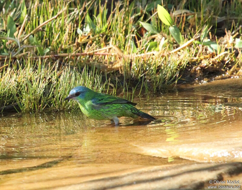 Blue Dacnis female