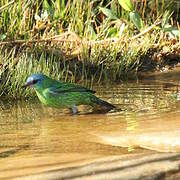 Blue Dacnis