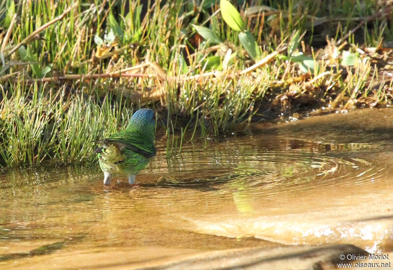 Dacnis bleu femelle