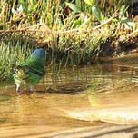 Dacnis bleu