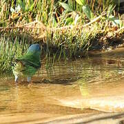 Dacnis bleu