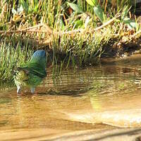 Dacnis bleu