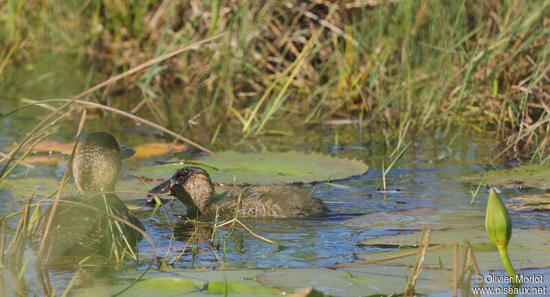 White-backed Duck