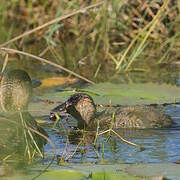 White-backed Duck