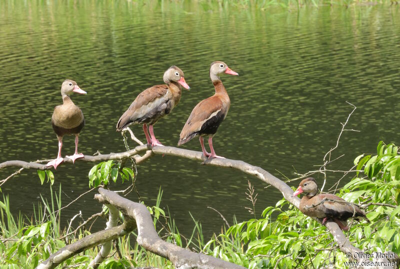 Dendrocygne à ventre noir