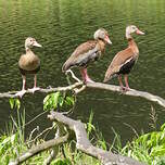 Dendrocygne à ventre noir