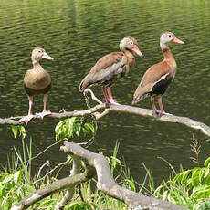 Dendrocygne à ventre noir