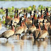 White-faced Whistling Duck