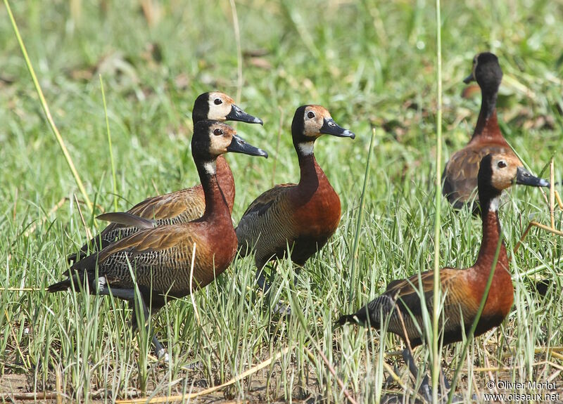 White-faced Whistling Duck