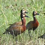 Dendrocygne veuf