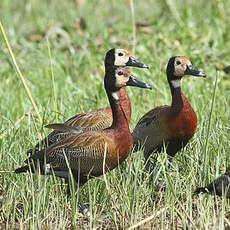 Dendrocygne veuf