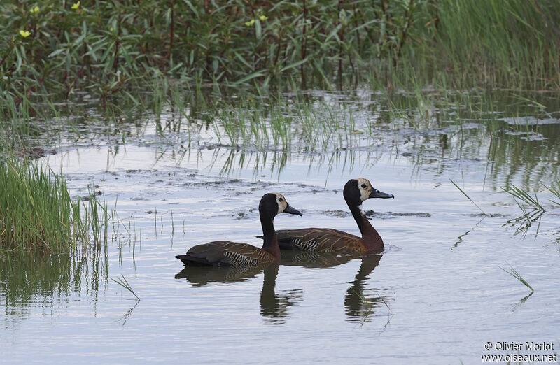 Dendrocygne veuf