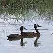 Dendrocygne veuf