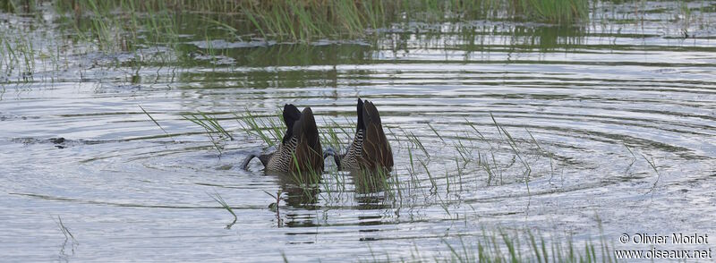 Dendrocygne veuf