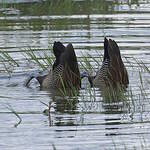 Dendrocygne veuf