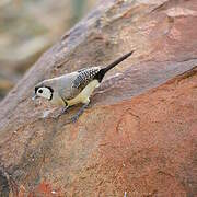 Double-barred Finch