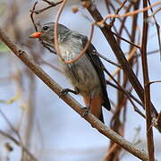 Mistletoebird