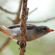 Mistletoebird