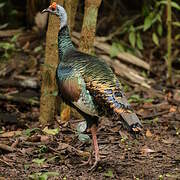 Ocellated Turkey