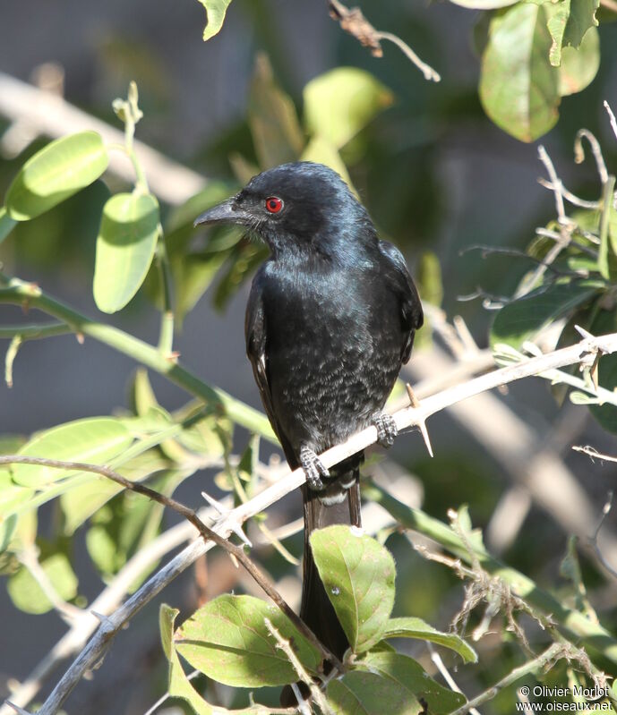 Fork-tailed Drongo