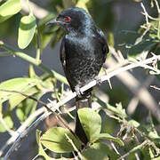 Fork-tailed Drongo