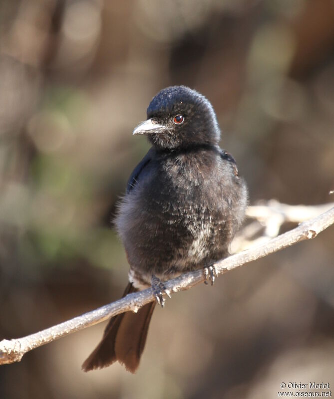 Drongo brillantimmature