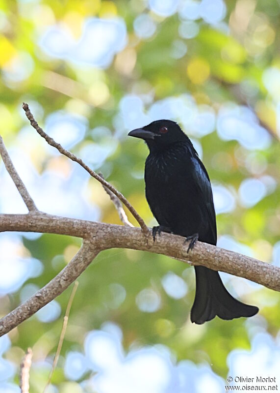 Drongo de la Sonde