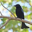 Drongo de la Sonde