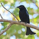 Drongo de la Sonde