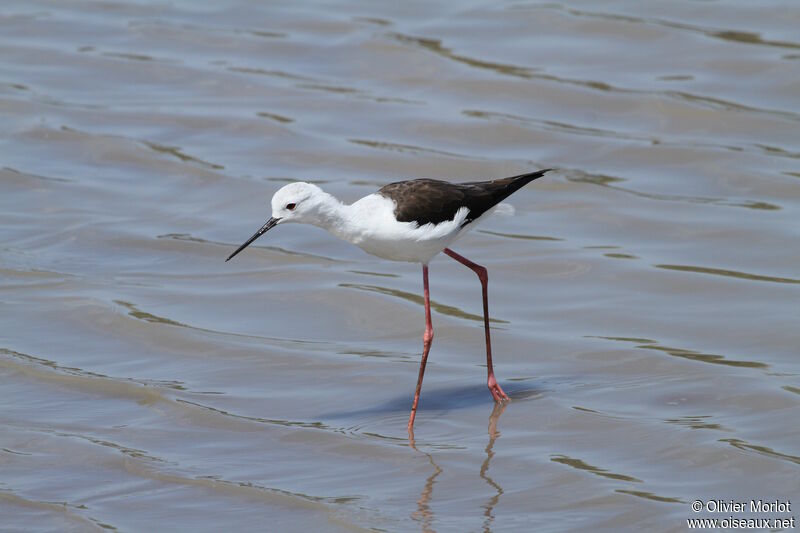 Black-winged Stilt