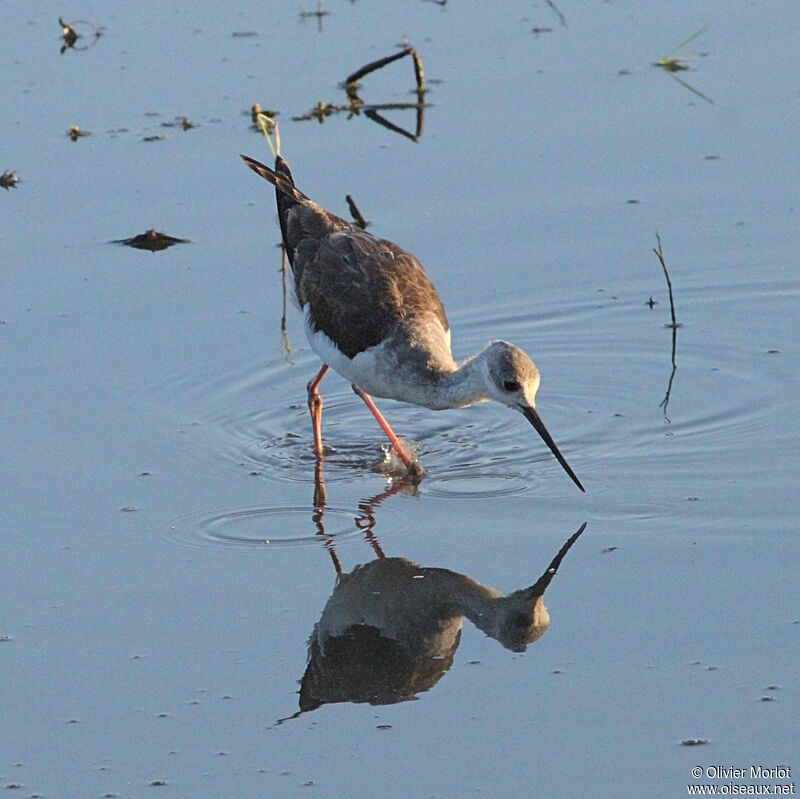 Black-winged Stilt