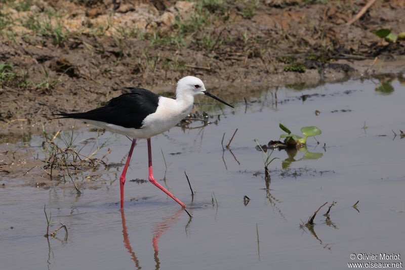 Black-winged Stilt