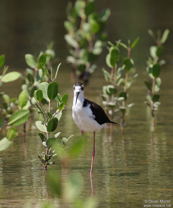 Black-necked Stilt