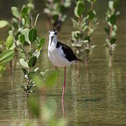 Black-necked Stilt