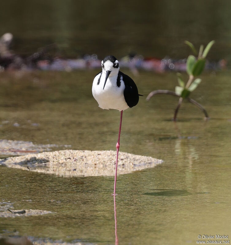 Black-necked Stilt