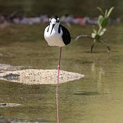 Black-necked Stilt