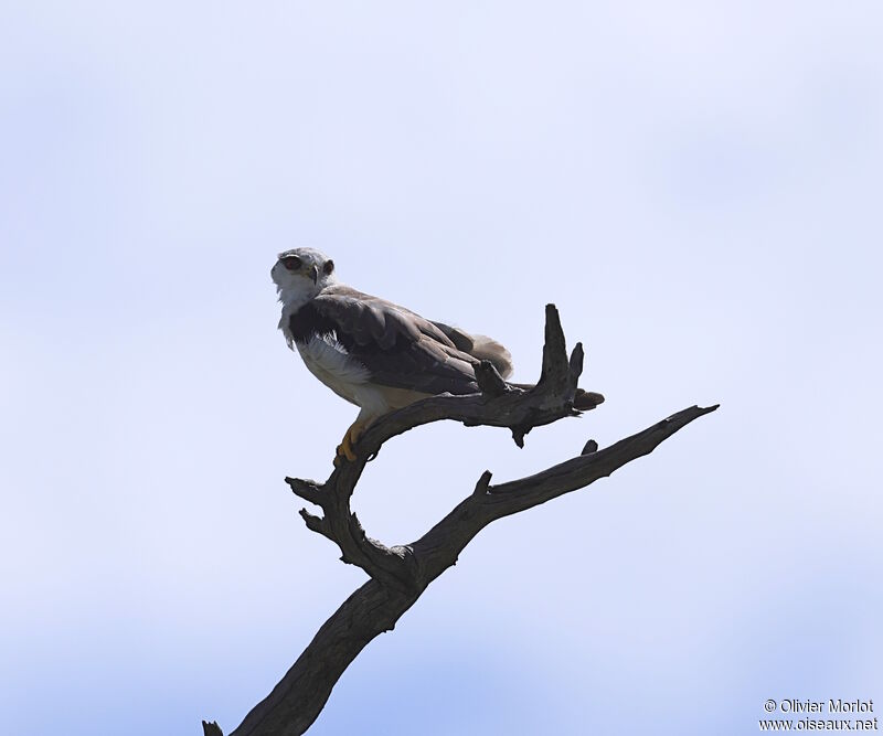 Black-winged Kite