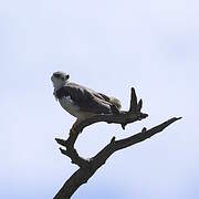 Black-winged Kite