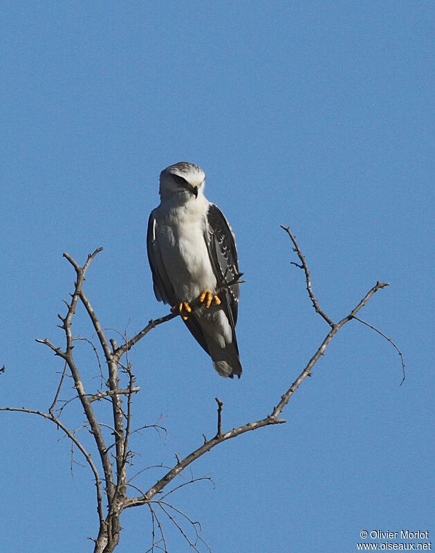 Black-winged Kite