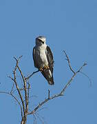 Black-winged Kite