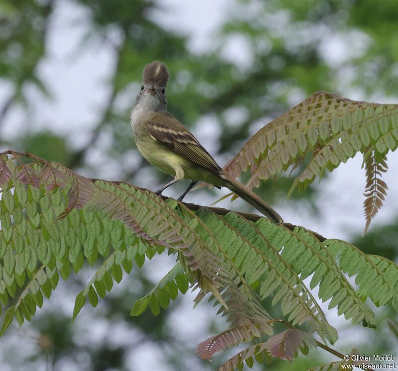 Yellow-bellied Elaenia