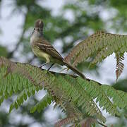 Yellow-bellied Elaenia