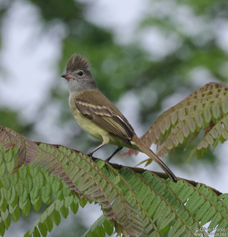 Yellow-bellied Elaenia