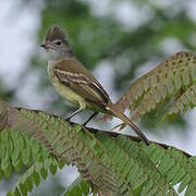 Yellow-bellied Elaenia