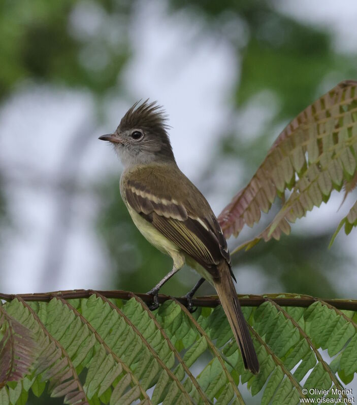 Yellow-bellied Elaenia