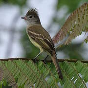 Yellow-bellied Elaenia