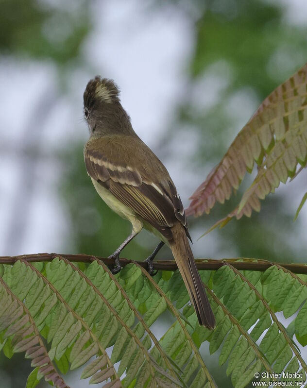 Yellow-bellied Elaenia