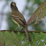 Yellow-bellied Elaenia