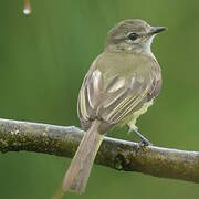 Greenish Elaenia